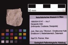 Foto (Objekt + Etiketten) von Decapoda indet. (NHMW-GEO-1990-0041-0147)